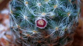 Time lapse footage of cactus flower growing blossom from bud to full blossom.