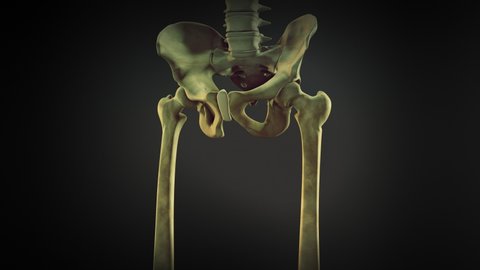Legs skeleton of human body