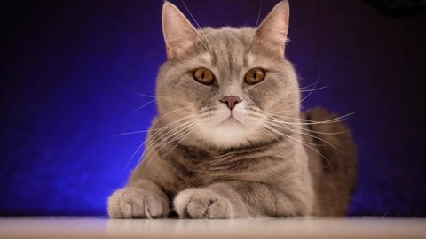 Adult british cat with yellow eyes sits and looks at camera on blue background.