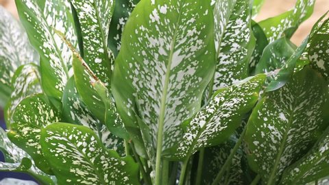 Dieffenbachia Called Daun Bahagia Natural Background Stock Footage ...