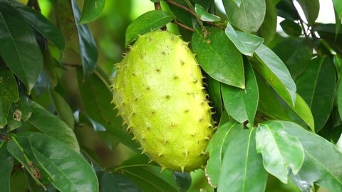Soursop (Annona muricata L., sirsak, durian belanda, graviola, guyabano, guanábana) in the garden. Annona muricata is a species of the genus Annona of the custard apple tree family Annonaceae.