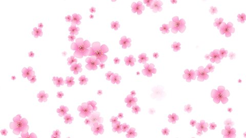 Pink petals. Abstract falling cartoon cherry blossoms. Spring background. Easter. Overlay. Isolated flowers. White screen. Loop. 59,94 fps