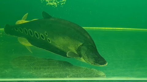 Predatory fish named Belida in the aquarium