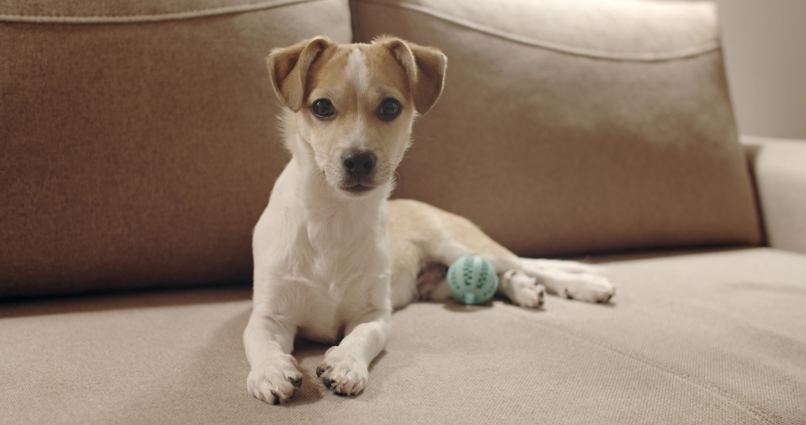 4K Cute puppy dog. Portrait. Lying. Tilting head | Shutterstock HD Video #1084366600
