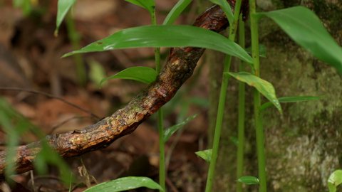 footage of a prasita vine strangling host plant causing retention of sap in a tree beside a stream in a preserved region of the Atlantic Forest. City of Santos Dumont, countryside of Minas Gerais.