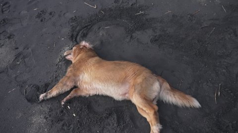 Pov of a man who looks from his height at a large golden retriever who plays with him rolled on black volcanic sand. The big dog is having fun and flips over. Slow motion.