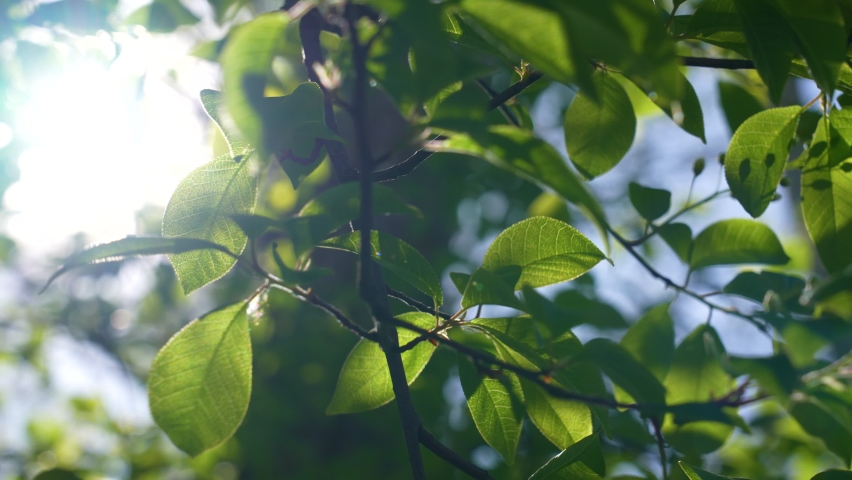 Green spring leaves on branches of trees growing outside in sunny morning forest. Close-up view 4k stock video footage of branches of trees and bright sunshine through foliage swaying slowly in wind | Shutterstock HD Video #1084371514