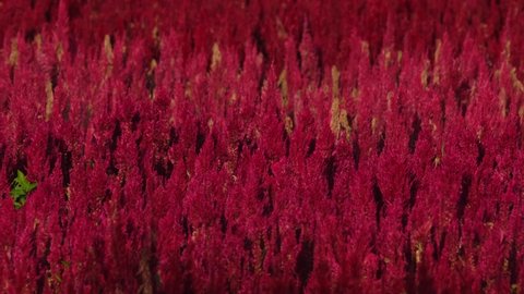 A footage of this Plumed Celosia flowers in Khao Yai, Thailand, looking like flamesing with the wind during a sunny day.