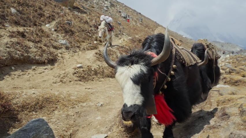 Pack animals, horned furry yaks caravan walking over rocky path at highlands