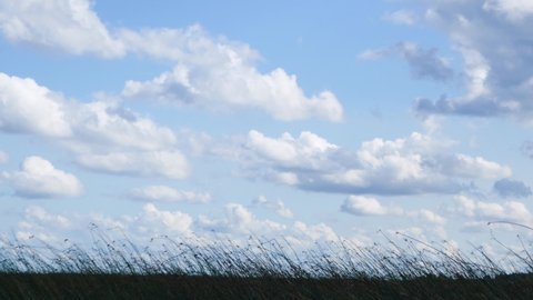 Windy sunny day on the coastal marches and cumulus clouds float across the blue sky. A strong wind in great bulrush (Scirpus lacustris)