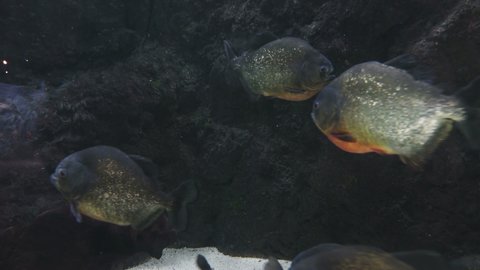 We found an amazing nest of hungry piranha underwater. Piranhas in the estuaries and lagoons, wild life in the plains and savannahs of South America