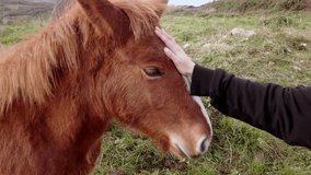 slow motion video of unrecognizable person stroking the head of a brown horse