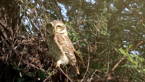 The spotted owlet (Athene brama) flying slow motion 4k clip