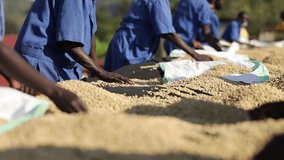Group of african workers are picking coffee beans on drying tables. High quality FullHD footage