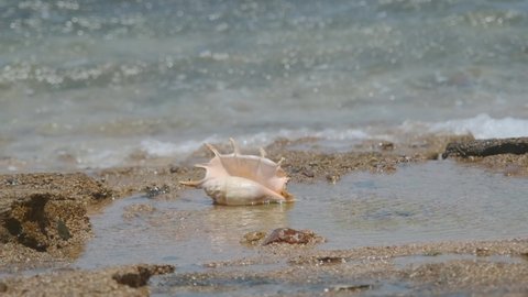 Seashell in the surf zone on background sea waves. Shell of Spider Conch (Lambis lambis) in coastline. 4K-60fps
