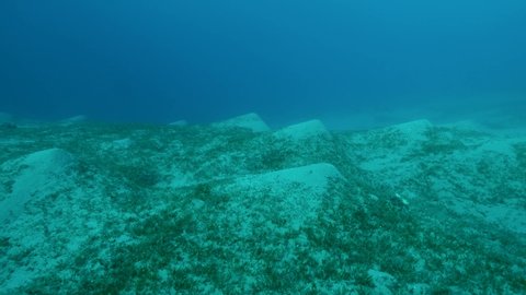 Camera moving forwards above seabed covered with green seagrass. Underwater landscape with Halophila seagrass. 4K-60fps