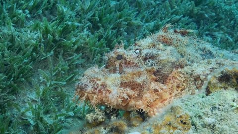 Close-up portrait of Scorpion fish lie on coral. Bearded Scorpionfish (Scorpaenopsis barbata). Camera moving forwards. 4K-60fps