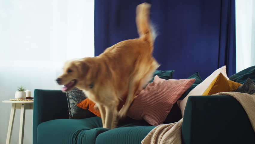 Golden retriever jumping through sofa. Trained dog running in living room. Happy domestic animal concept, best friends, puppy relaxing at home, breathing with tongue out. | Shutterstock HD Video #1084383655