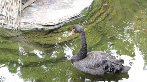 Black swan or Cygnus atratus in a lake