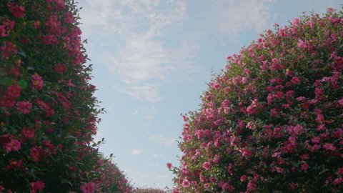 Camellia trees dyed with blue sky and pink.