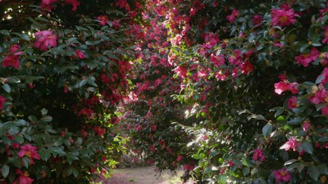 A perspective shot of walking among the camellia trees in full bloom. Jeju Island.