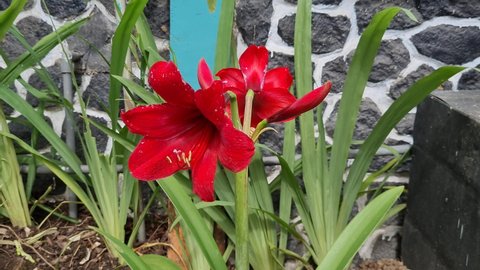 Red amaryllis flower in the school garden