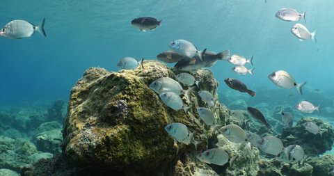 fish scenery underwater sun beams sun rays underwater mediterranean sea sun shine relaxing ocean scenery