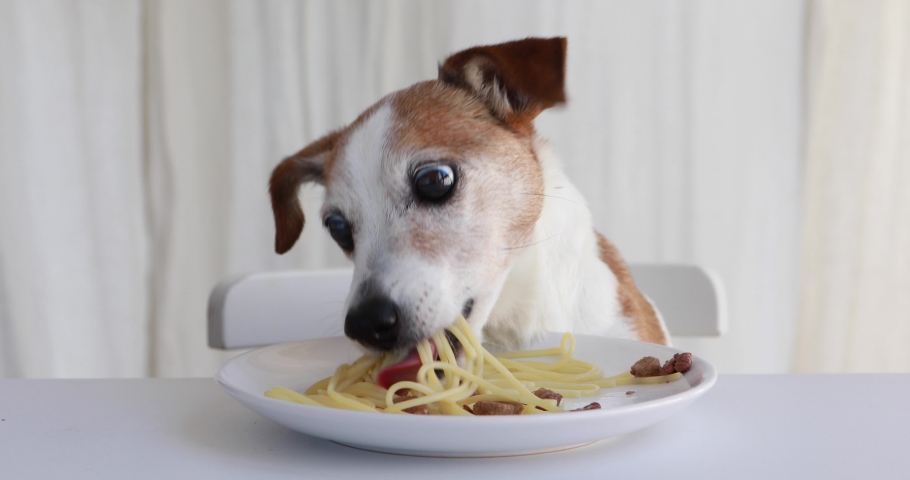 Cute dog jack russell terrier eating pasta with meat at the table on the background of a white curtain Royalty-Free Stock Footage #1084392676