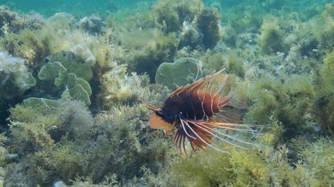 Radial Firefish or Red sea lionfish (Pterois radiata, Pterois cincta) swims above seabed covered with algae. Close-up, . 4K-60fps