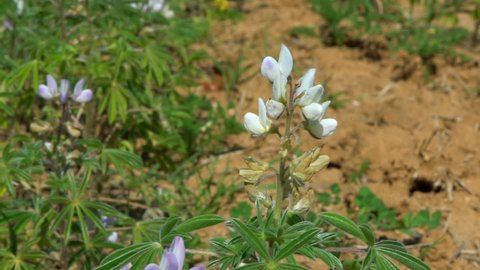 Slow motion of blooming lupine flower. Lupinus with purple and blue flower at agricultural field. Harvested fresh production at bunch of lupines summer flowers background. Violet Lupin flower