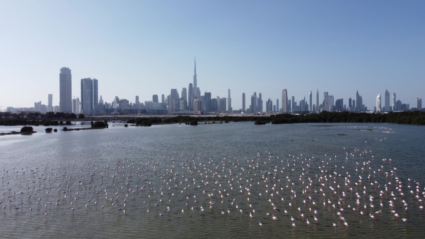 Ras Al Khor Wildlife Sanctuary featuring Pink Flamingos in Dubai Creek Royalty-Free Stock Footage #1084402393