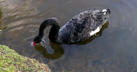 beautiful black swan swims on the lake looking for food