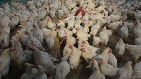 Dhaka, Bangladesh - December 03, 2021: The broiler chicken farm is one of the fastest growing and promising ones in Bangladesh. It contributes to the economy by ensuring large-scale self-employment.