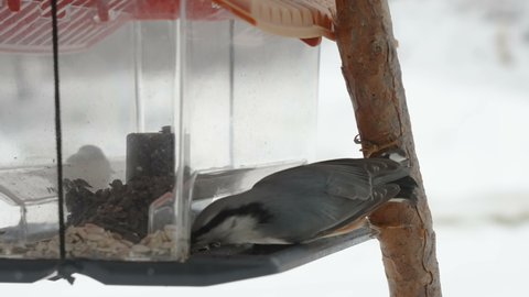 The gray color Eurasian nuthatch bird on the branch getting some seeds from the bird feeder in Estonia