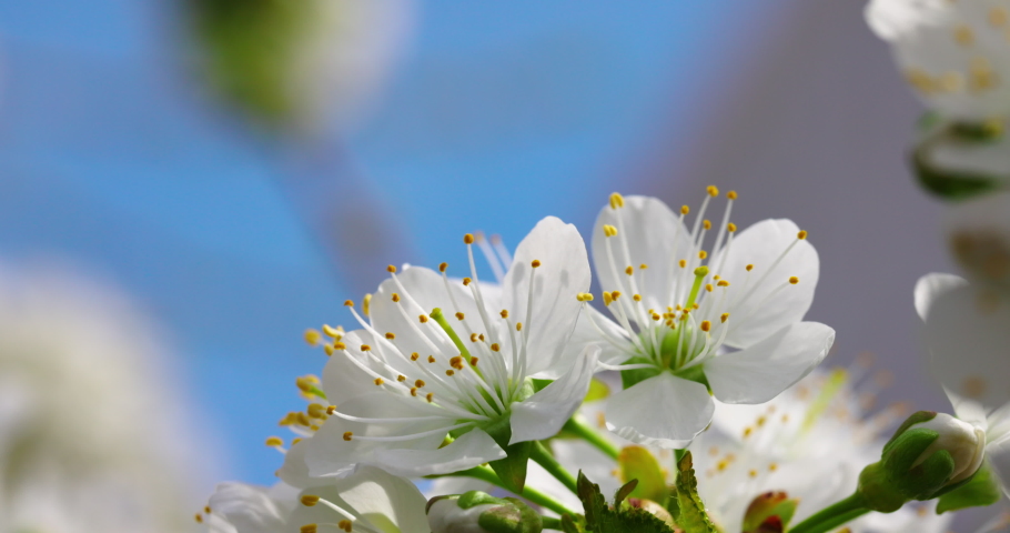 Garden Bloom White flowers Blue sky Nature Spring Bees working Slow motion Landscape Honey bee Macro Insect Springtime Sunlight Green tree leaves Agriculture Fruit garden Rural Village Flora and fauna | Shutterstock HD Video #1084411231