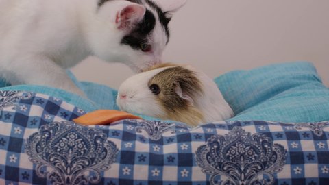 Guinea pig playing with cat.