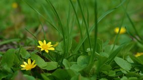 Beautiful green and yellow vibrant natural slow motion video 4k bokeh abstract background. Close-up view of fresh leaves of wild plants and flowers growing in forest outside