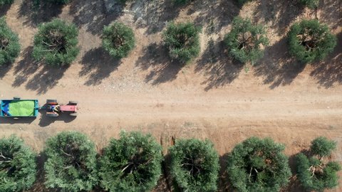 Tractor picks olives in Halkidiki