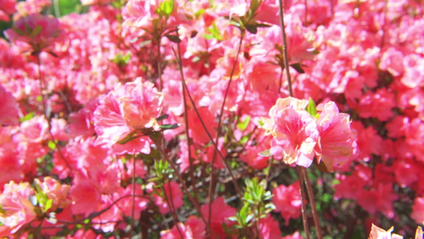 Macro closeup of pink rhododendron azalea flowers colorful on bush and leaves in garden park in Blue Ridge Mountains, Virginia parkway moving shaking with wind