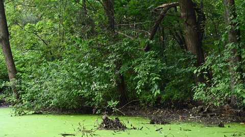 Overgrown swamp with green duckweed in the forest. Pond with fallen trees. Panorama video footage.