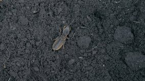 European mole cricket digging in the soil, Gryllotalpa gryllotalpa garden pest