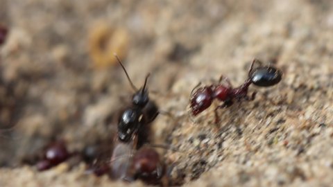 Ants Colony That Lives In The Sand Macro Footage.4k
