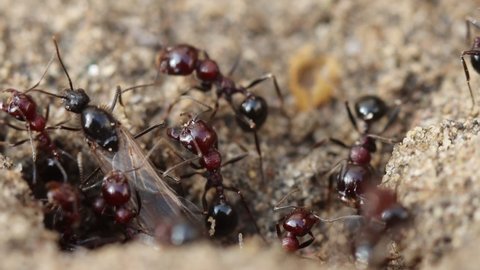 Ants Colony That Lives In The Sand Macro Footage Slow Motion