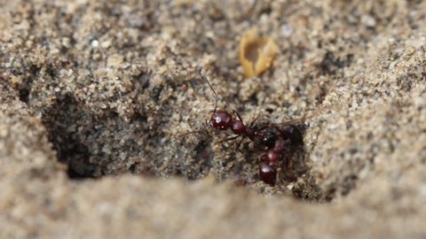 Ants Colony That Lives In The Sand Macro Footage.4k
