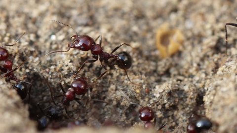 Ants Colony That Lives In The Sand Macro Footage Slow Motion