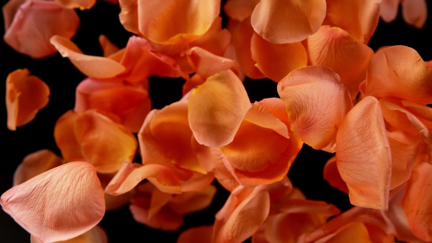 Super slow motion of falling rose petals on clear black background. Filmed on high speed cinema camera, 1000 fps. Royalty-Free Stock Footage #1084427908