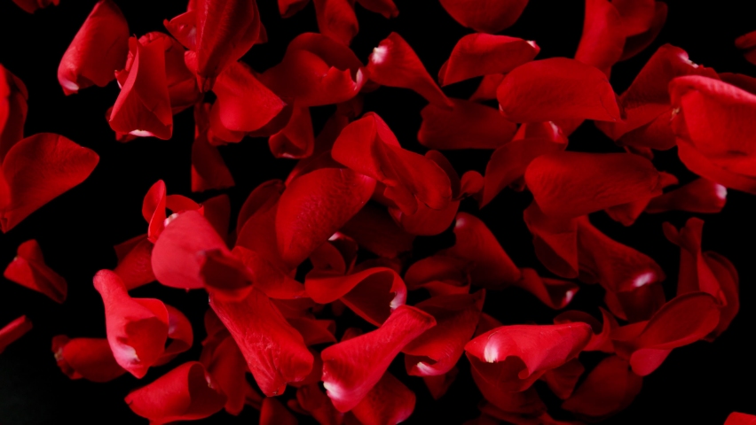 Super slow motion of falling rose petals on clear black background. Filmed on high speed cinema camera, 1000 fps. Royalty-Free Stock Footage #1084427944