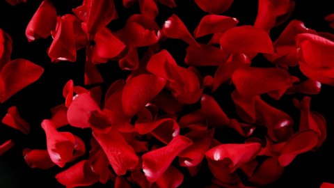 Super slow motion of falling rose petals on clear black background. Filmed on high speed cinema camera, 1000 fps.