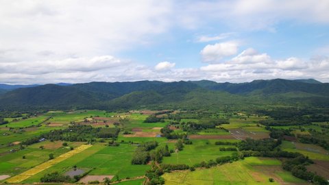 4K Aerial view of agriculture in rice fields for cultivation. a green rice field waving in the wind, Green rice plants growing. Natural the texture for background
