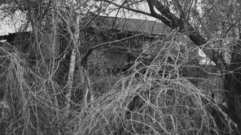 Black and white 4k stock video footage of old wooden scary house hiding among bare branches of many trees